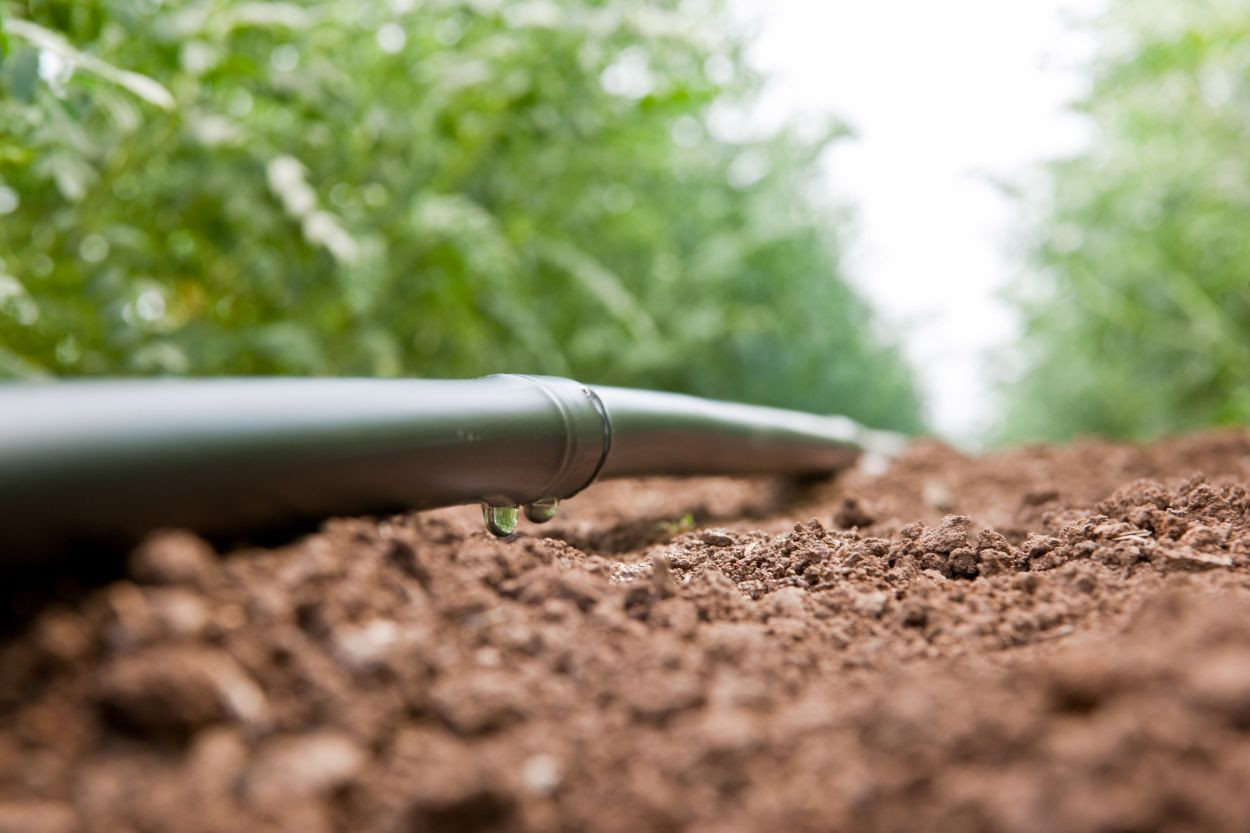 dripirrigation.jpg